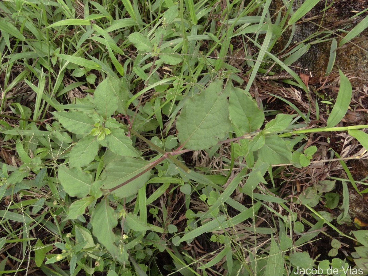 Achyranthes aspera L.